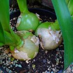 Польза и лечебные свойства индийского лука