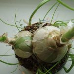 Польза и лечебные свойства индийского лука