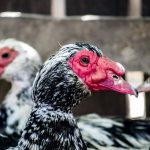 Особенности содержания и разведения индоуток в домашнем хозяйстве