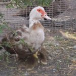 Особенности содержания и разведения индоуток в домашнем хозяйстве