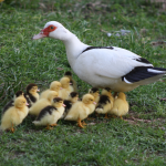Особенности содержания и разведения индоуток в домашнем хозяйстве