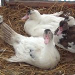 Особенности содержания и разведения индоуток в домашнем хозяйстве