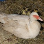 Особенности содержания и разведения индоуток в домашнем хозяйстве