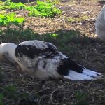 Особенности содержания и разведения индоуток в домашнем хозяйстве