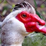 Особенности содержания и разведения индоуток в домашнем хозяйстве