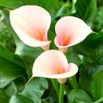 ​Калла в саду и дома: сорта и виды, выращивание и использование в дизайне