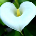 ​Калла в саду и дома: сорта и виды, выращивание и использование в дизайне