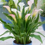 ​Калла в саду и дома: сорта и виды, выращивание и использование в дизайне