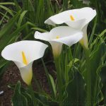 ​Калла в саду и дома: сорта и виды, выращивание и использование в дизайне