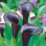 ​Калла в саду и дома: сорта и виды, выращивание и использование в дизайне