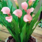 ​Калла в саду и дома: сорта и виды, выращивание и использование в дизайне