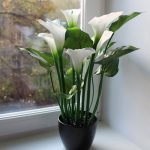 ​Калла в саду и дома: сорта и виды, выращивание и использование в дизайне