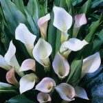 ​Калла в саду и дома: сорта и виды, выращивание и использование в дизайне