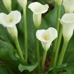 ​Калла в саду и дома: сорта и виды, выращивание и использование в дизайне