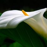 ​Калла в саду и дома: сорта и виды, выращивание и использование в дизайне