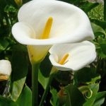 ​Калла в саду и дома: сорта и виды, выращивание и использование в дизайне