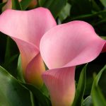 ​Калла в саду и дома: сорта и виды, выращивание и использование в дизайне