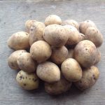 Особенности культивирования высокоурожайного картофеля «Гала»