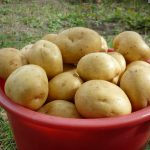 Особенности культивирования высокоурожайного картофеля «Гала»