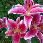 Благородные лилии: особенности выращивания и использования в декоре сада