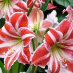 Благородные лилии: особенности выращивания и использования в декоре сада