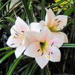 Благородные лилии: особенности выращивания и использования в декоре сада