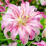 Благородные лилии: особенности выращивания и использования в декоре сада