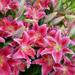 Благородные лилии: особенности выращивания и использования в декоре сада