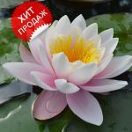 Благородные лилии: особенности выращивания и использования в декоре сада