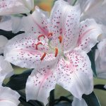 Благородные лилии: особенности выращивания и использования в декоре сада