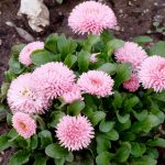 Как вырастить маргаритки на приусадебном участке