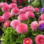 Как вырастить маргаритки на приусадебном участке