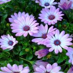 Как вырастить маргаритки на приусадебном участке