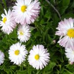 Как вырастить маргаритки на приусадебном участке