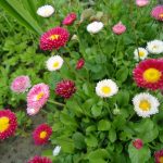 Как вырастить маргаритки на приусадебном участке