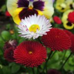 Как вырастить маргаритки на приусадебном участке