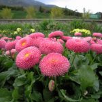 Как вырастить маргаритки на приусадебном участке