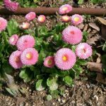 Как вырастить маргаритки на приусадебном участке