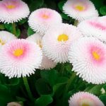 Как вырастить маргаритки на приусадебном участке