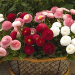 Как вырастить маргаритки на приусадебном участке