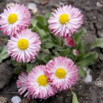 Как вырастить маргаритки на приусадебном участке