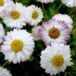 Как вырастить маргаритки на приусадебном участке