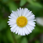 Как вырастить маргаритки на приусадебном участке