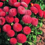 Как вырастить маргаритки на приусадебном участке