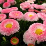 Как вырастить маргаритки на приусадебном участке