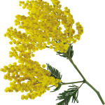 Лучшие сорта и особенности агротехники тропической мимозы