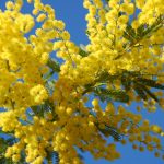 Лучшие сорта и особенности агротехники тропической мимозы