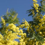 Лучшие сорта и особенности агротехники тропической мимозы