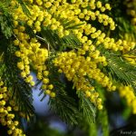 Лучшие сорта и особенности агротехники тропической мимозы