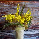 Лучшие сорта и особенности агротехники тропической мимозы